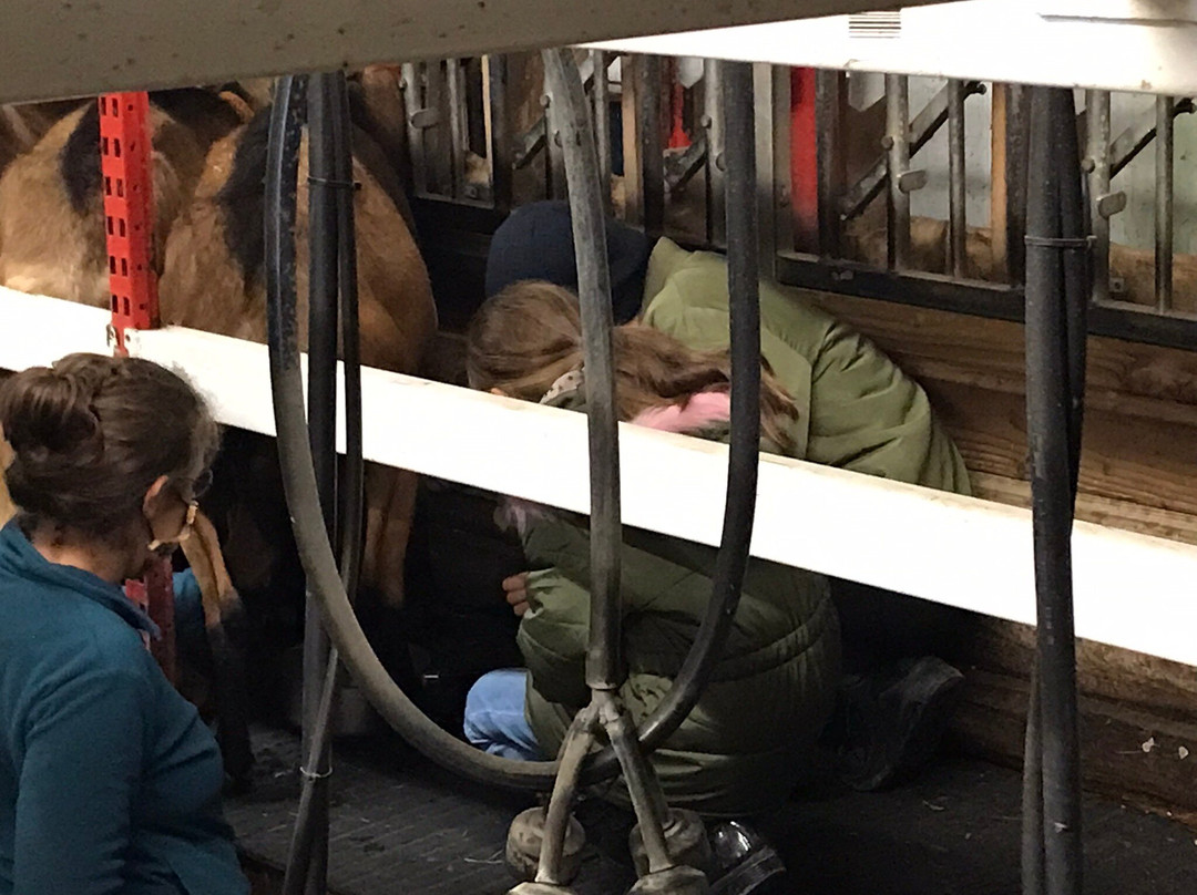 Les Chèvres De Noémie