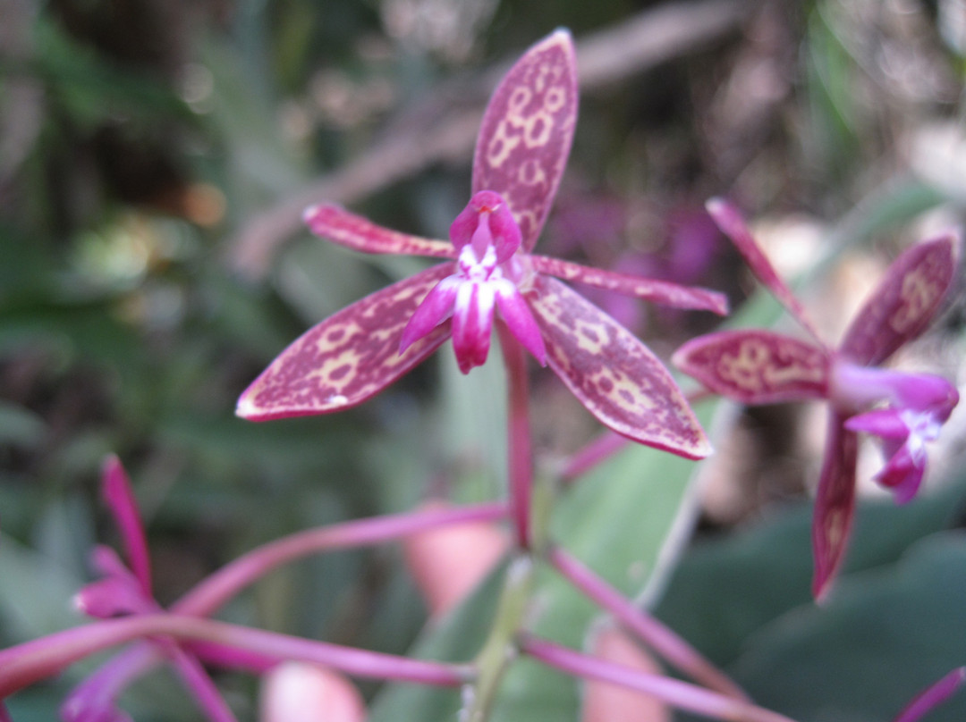 Reserva Ecologica y Jardín de Oquídeas Moxviquil景点图片