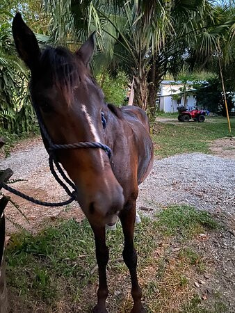 Ollie's Adventures-圣特雷莎必去景点