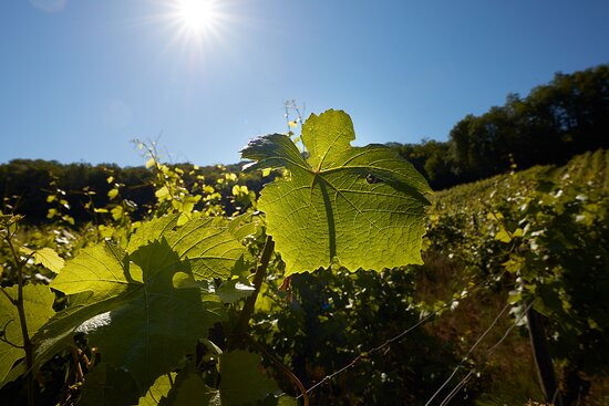 Domaine Rolet