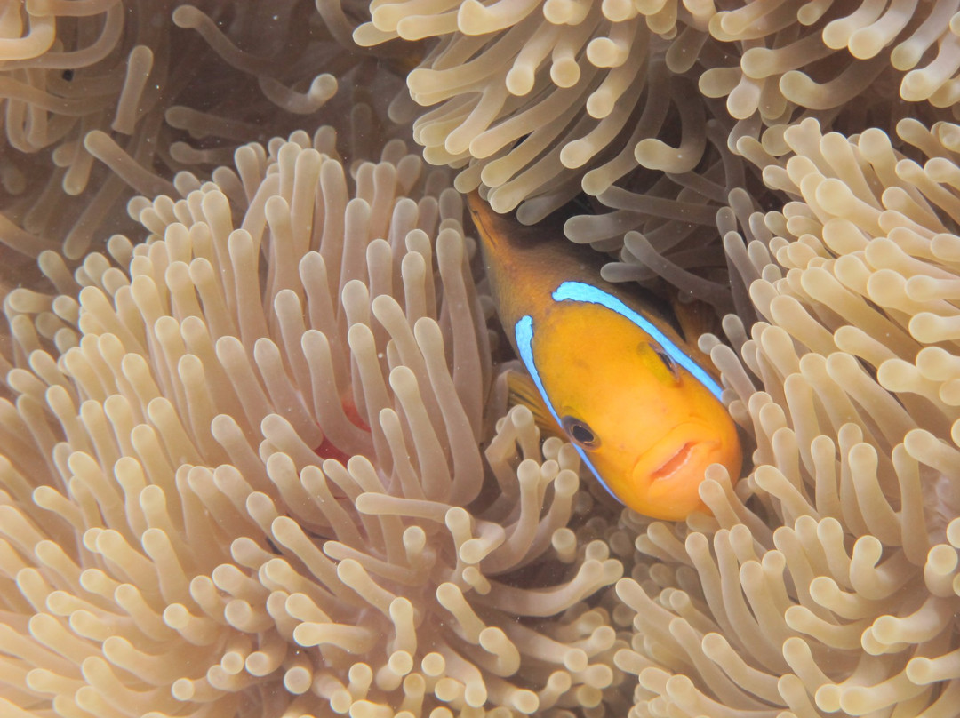 H2O Bora Bora Snorkeling Tours