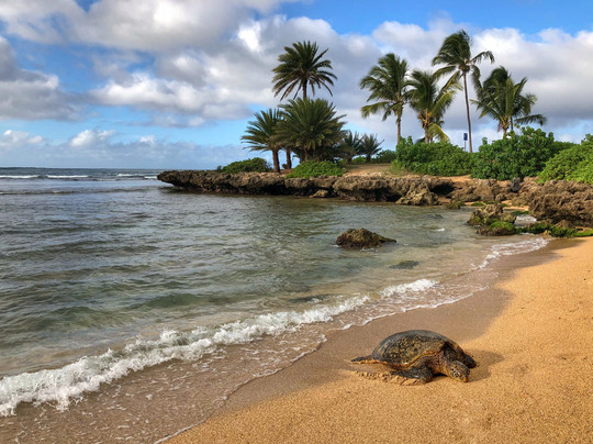 Blue Hawaii Photo Tours