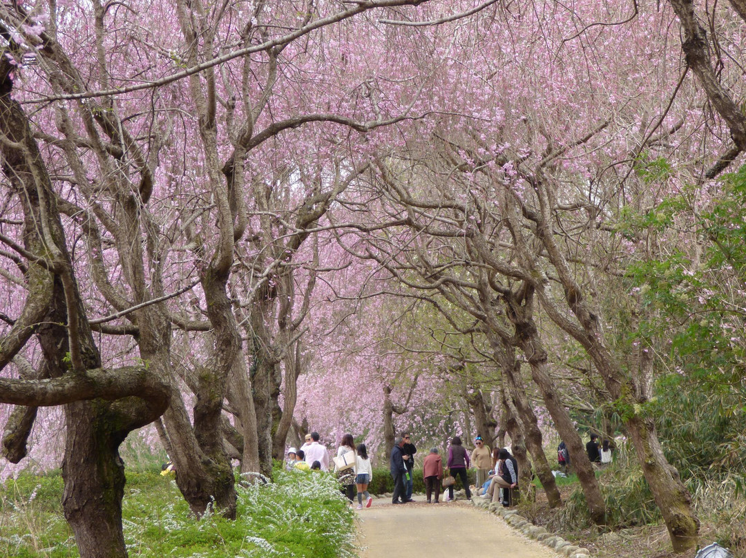 Hitachi Fudoki no Oka景点图片