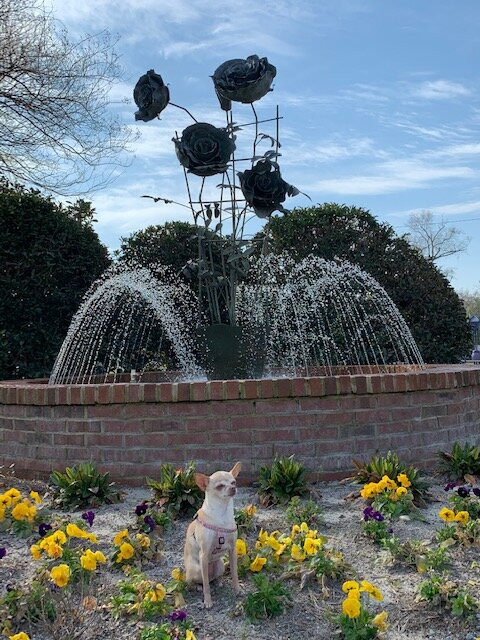 Edisto Memorial Gardens景点图片