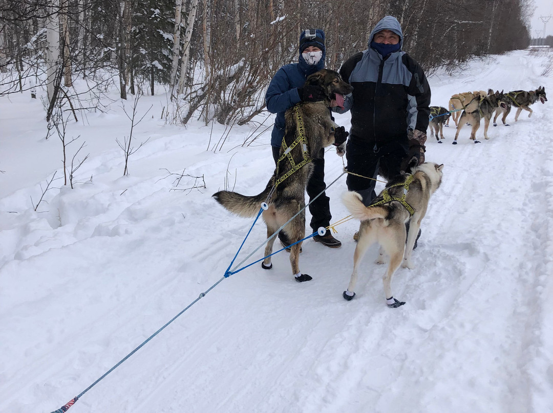 YoopAK Kennel and Tours-Nenana必去景点