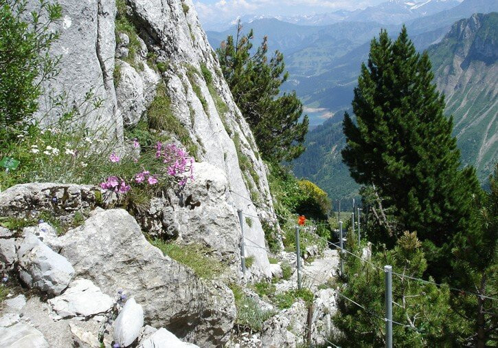 Alpine Garden La Rambertia景点图片