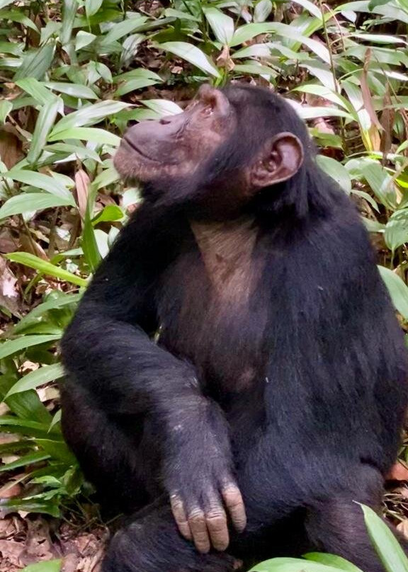 Kibale Forest National Park景点图片