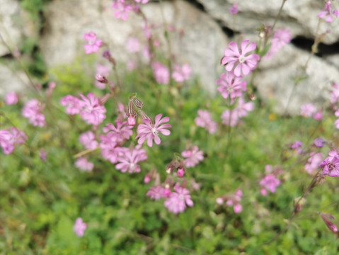 Mirador De La Calle Del Canal-Galapagar必去景点