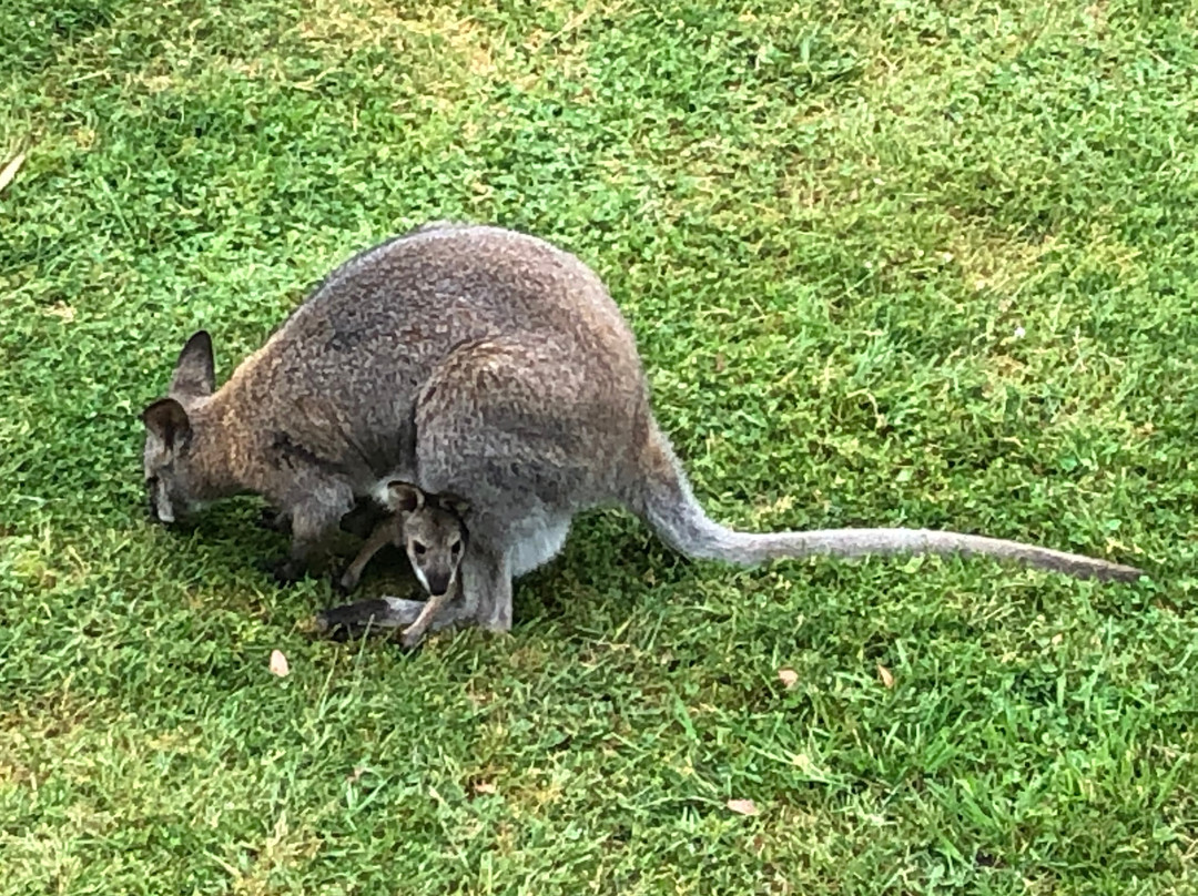 Southern Anchorage Retreat主图