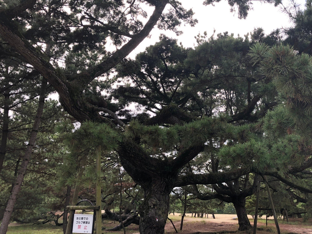 Kotohiki Park景点图片