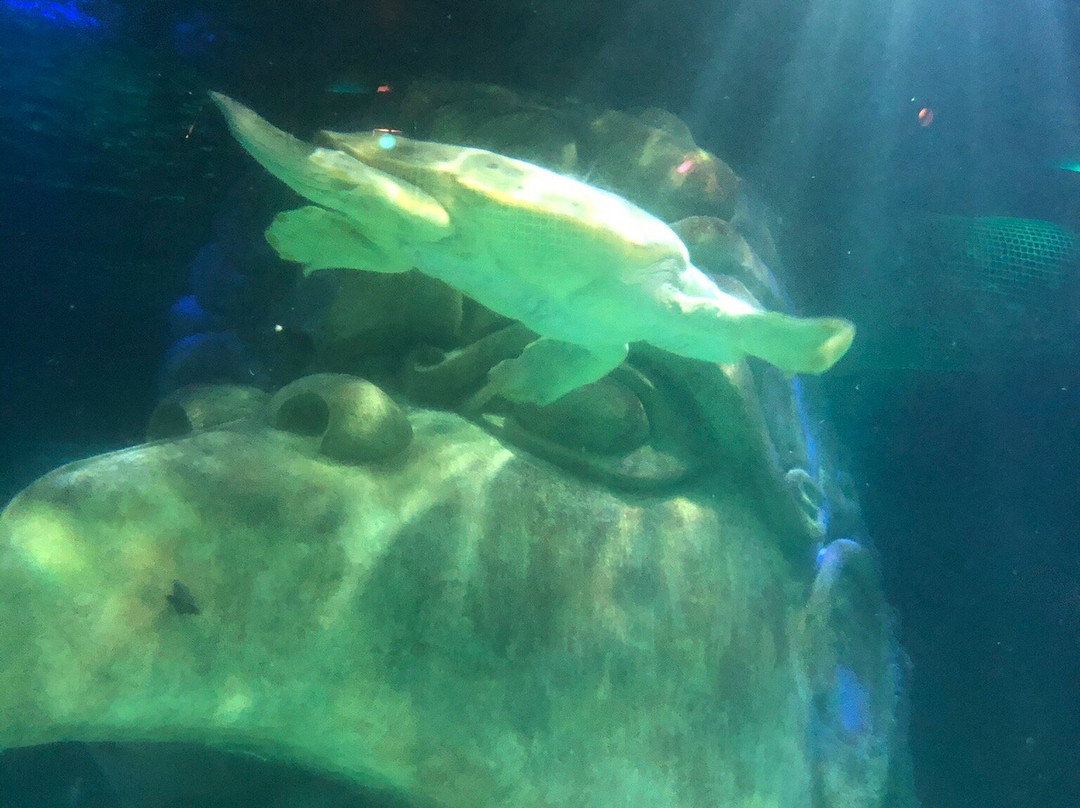 奥兰多海洋世界水族馆-奥兰多必去景点