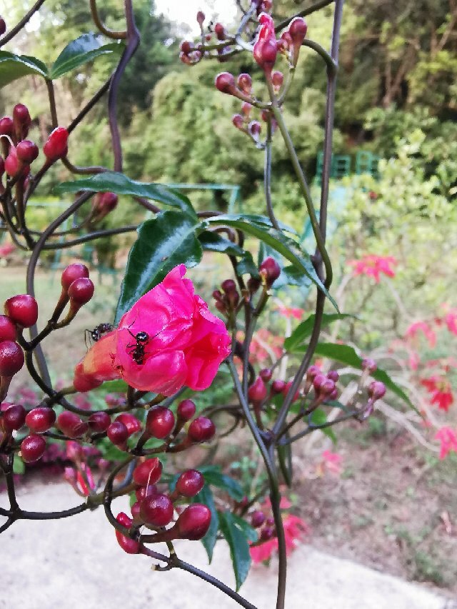 Vrindavan Sangeeth Farms-官方