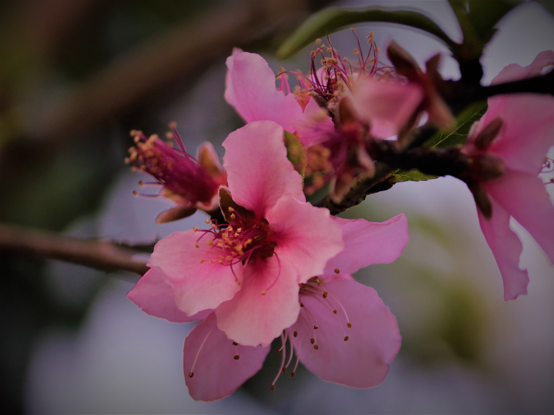 Saalvan Spa & Resort主图