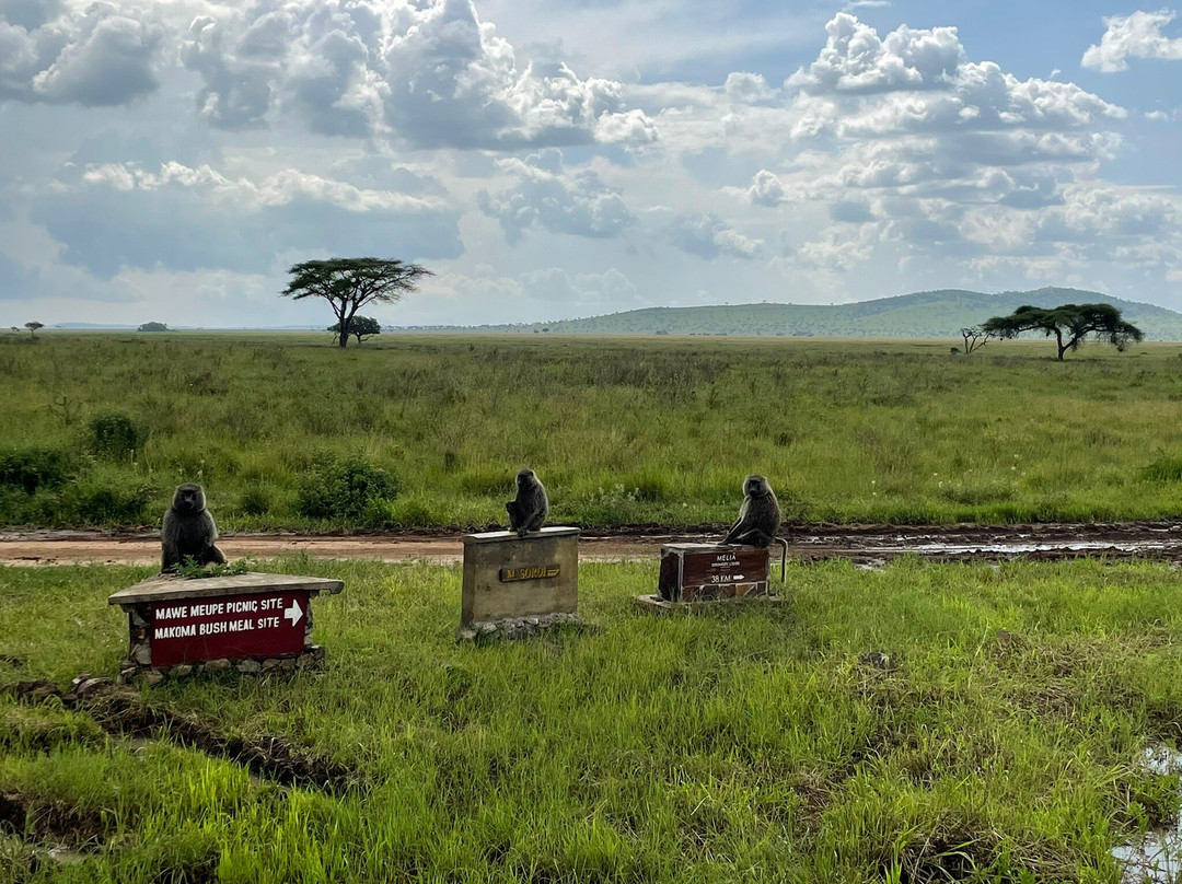 Kiliholidays Tours And Safaris-阿鲁沙必去景点