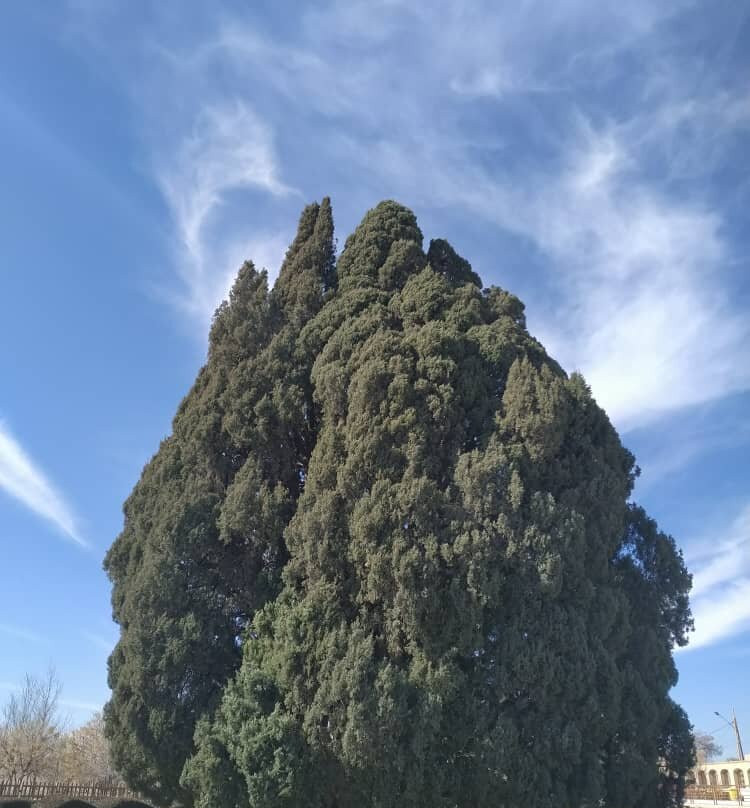 Cypress of Abarkuh景点图片