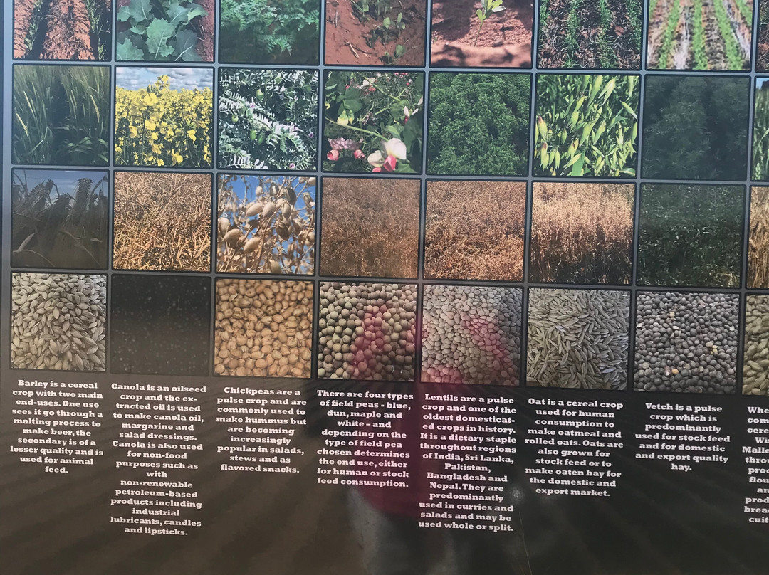 Silo Art Trail-Lascelles必去景点