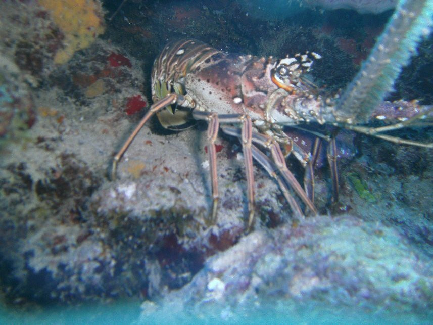 Duik op Curacao-威廉斯塔德必去景点