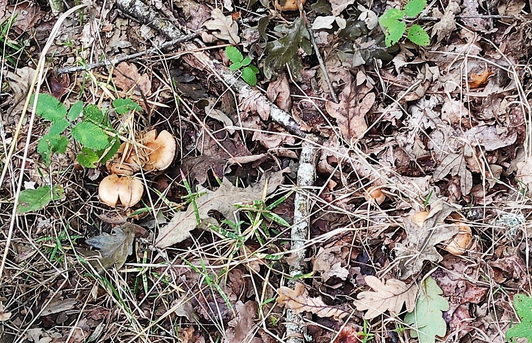 Casa do Romualdo主图