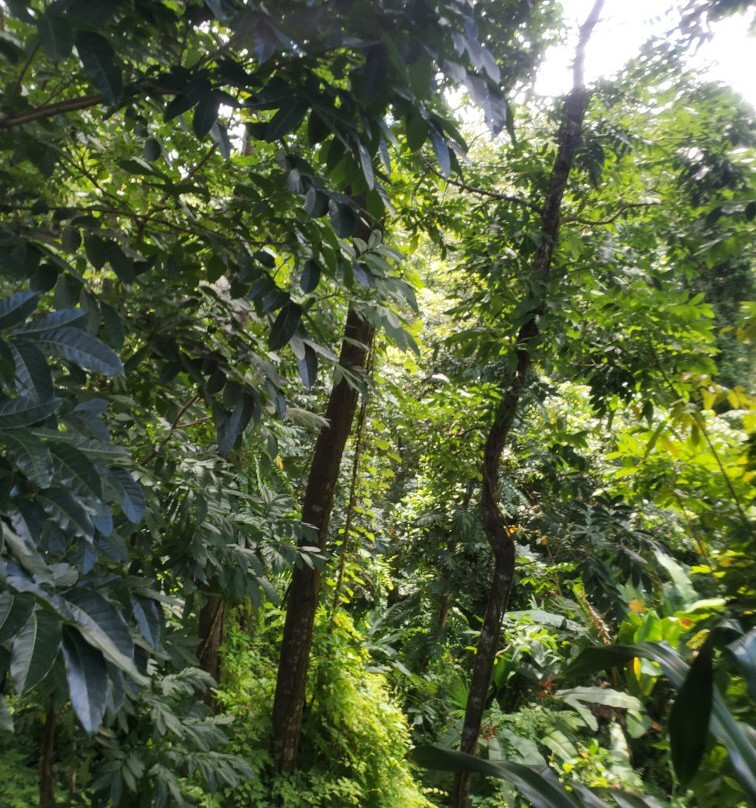 Junglequi Zip Line Park景点图片