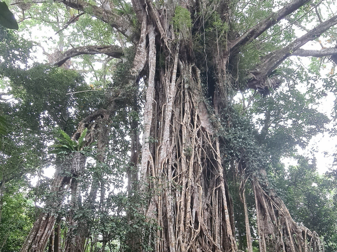 Cathedral Fig Tree-Yungaburra必去景点