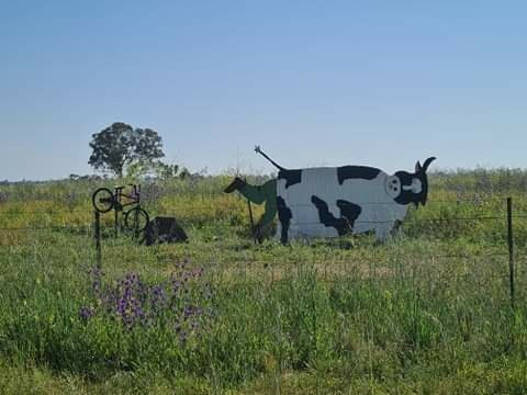 Animals on Bikes-Molong必去景点