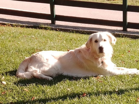 Drasiko Chorio Livadaki主图