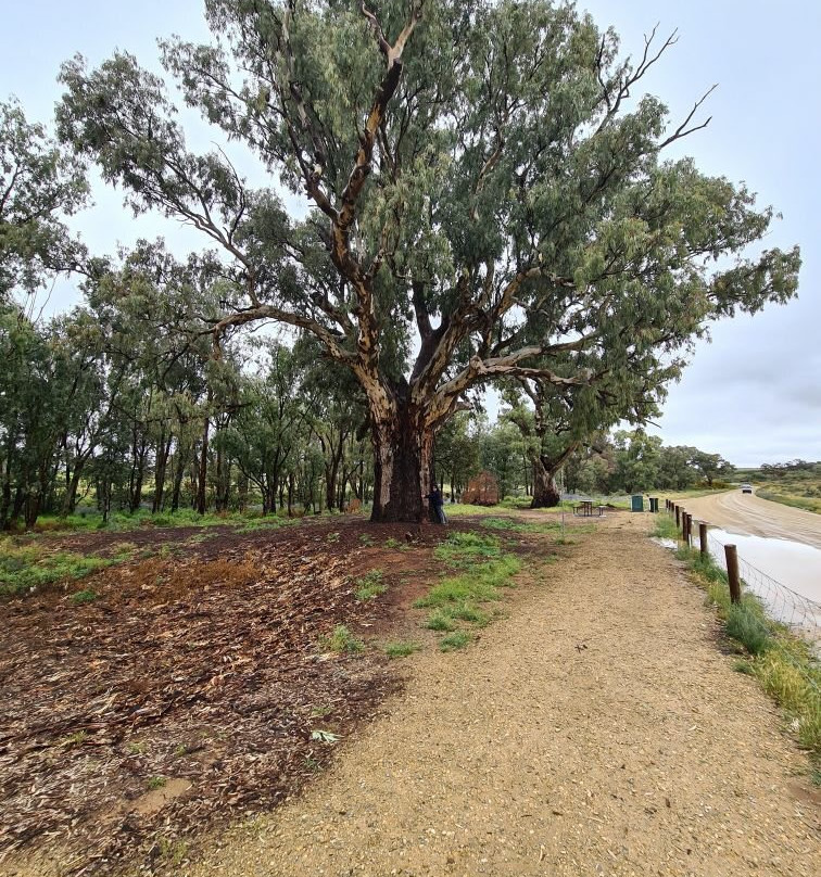 Giant Red Gum Tree景点图片