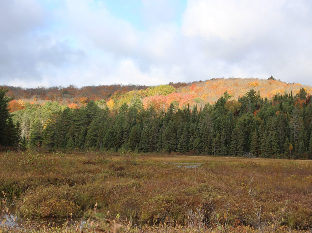Spruce Bog Boardwalk Trail景点图片
