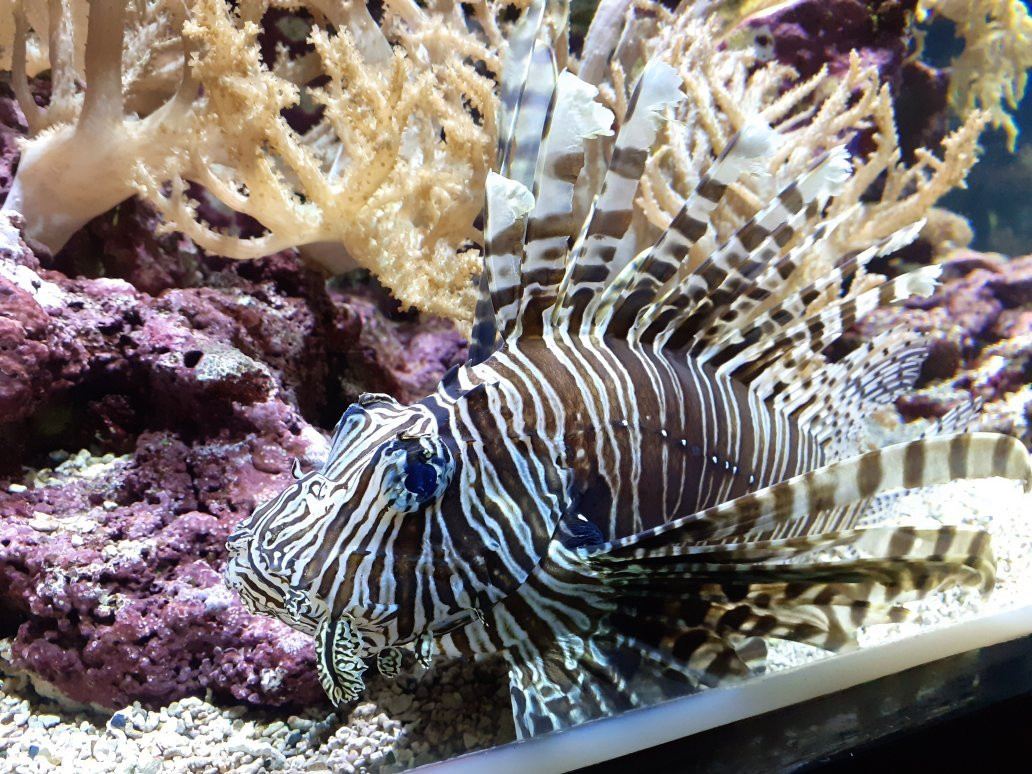 Aquarium de Lyon景点图片