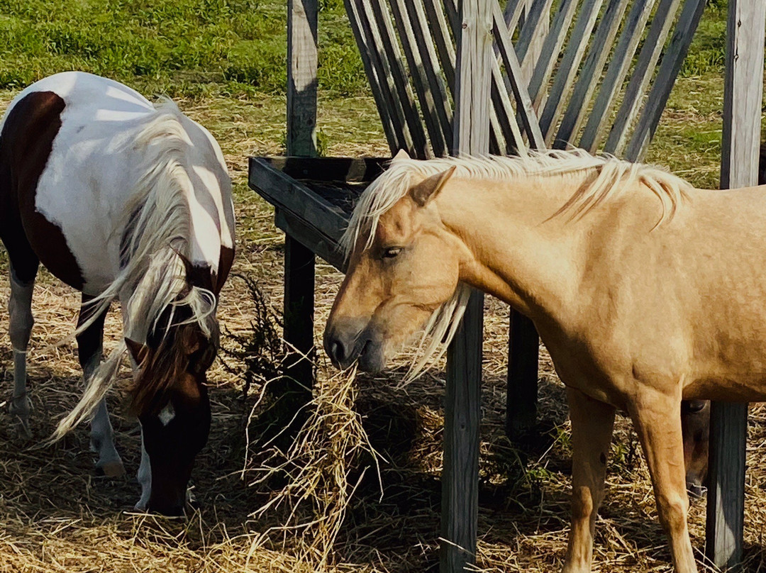 Ocracoke Pony Pens景点图片