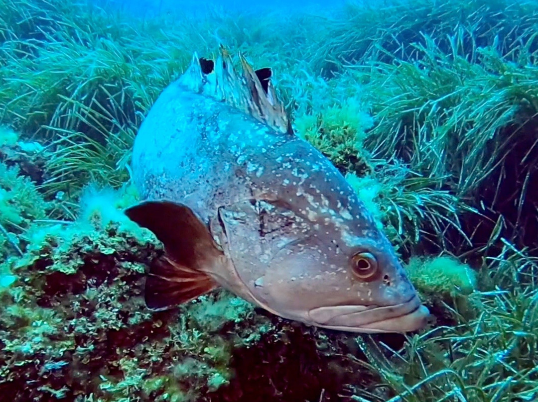 Indigo Dive Mondragó-Cala Mondrago必去景点