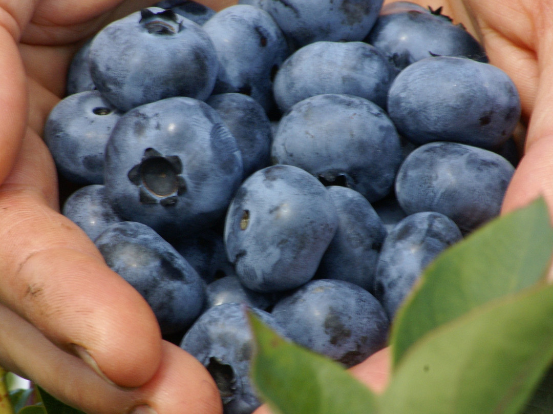 Paradis des Fruits Dunham-Dunham必去景点