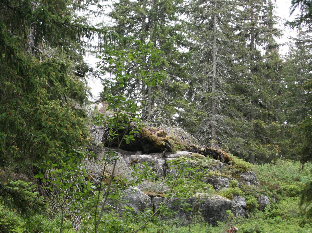 Tourbière des Saisies景点图片