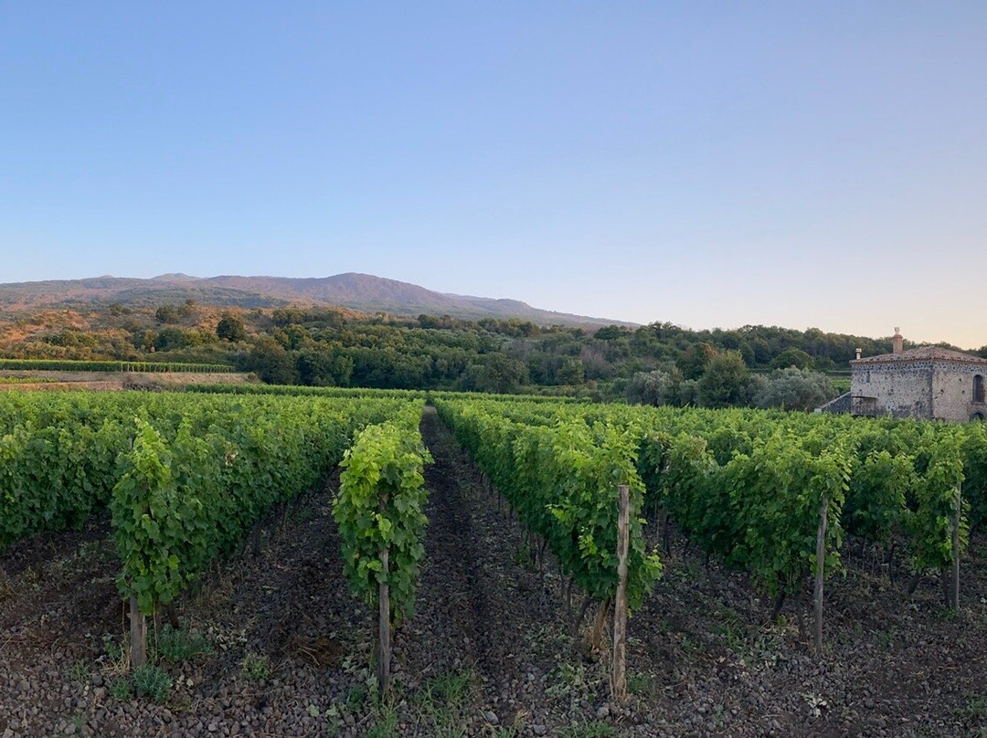 Planeta Winery景点图片