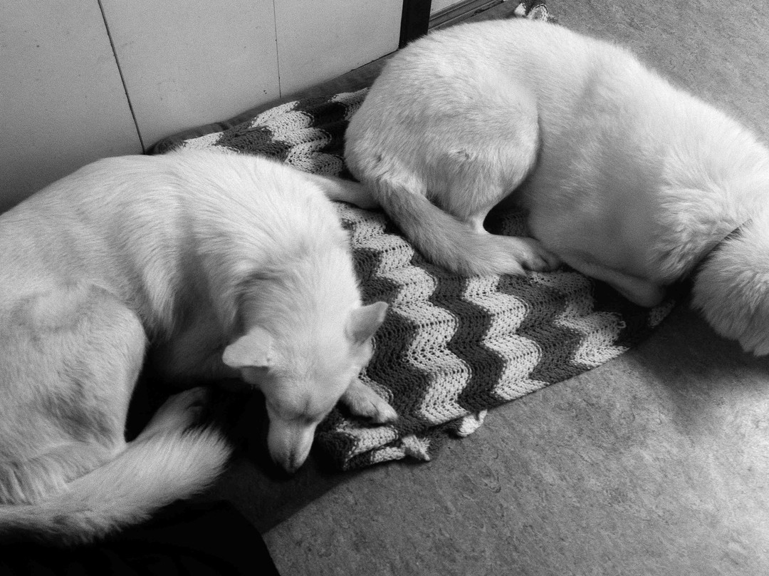 Bluesky Bed & Sled主图