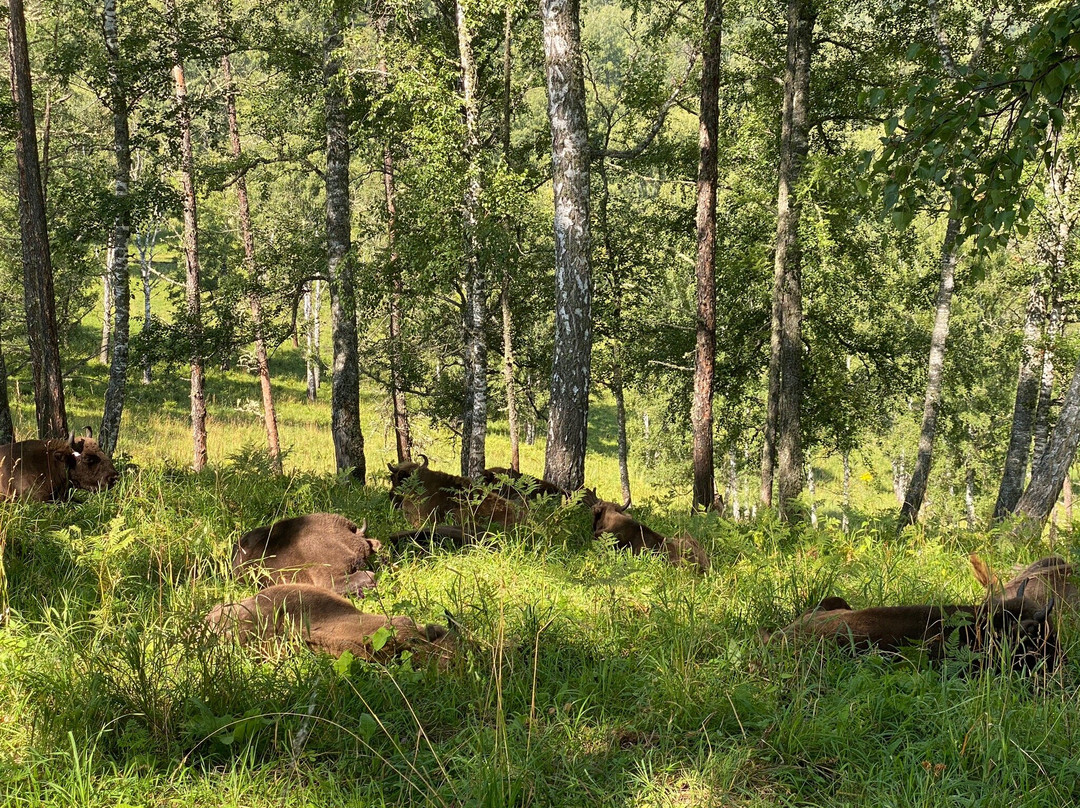 Bison Sanctuary景点图片