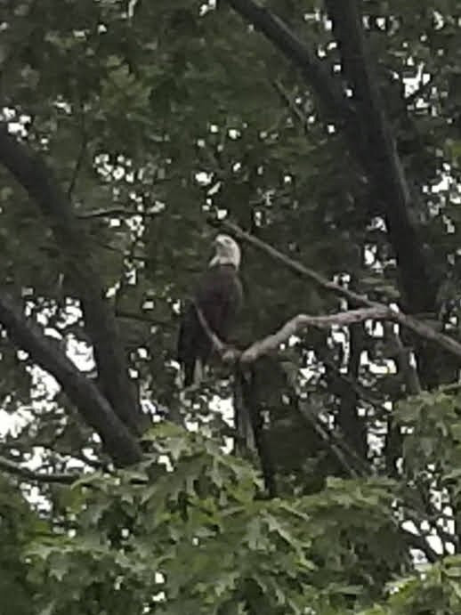 Ohiopyle Trading Post and River Tours景点图片