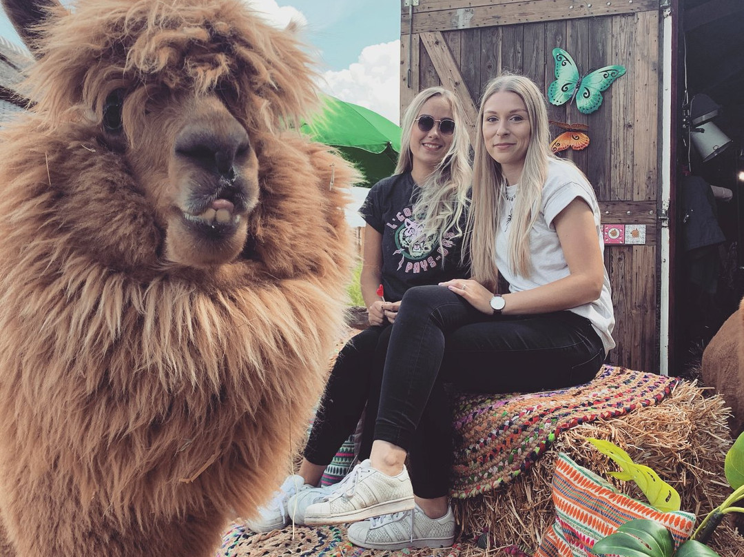 Alpaca Boerderij-Lemelerveld必去景点