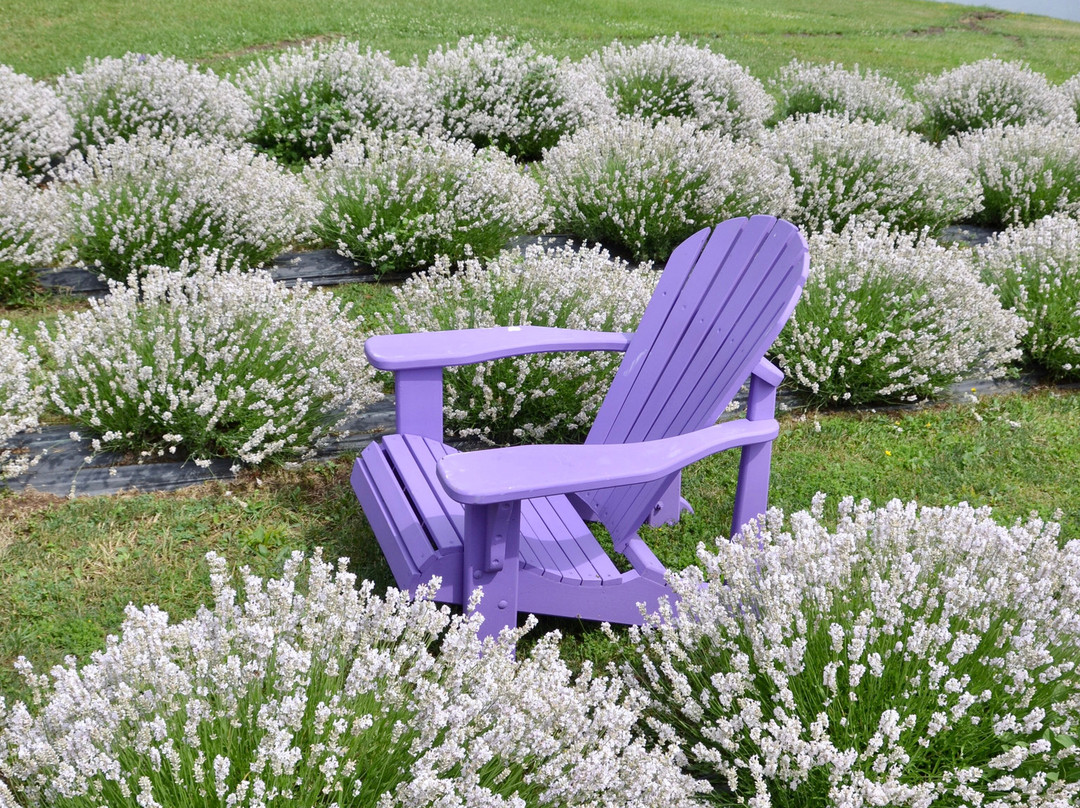 Purple Hill Lavender景点图片