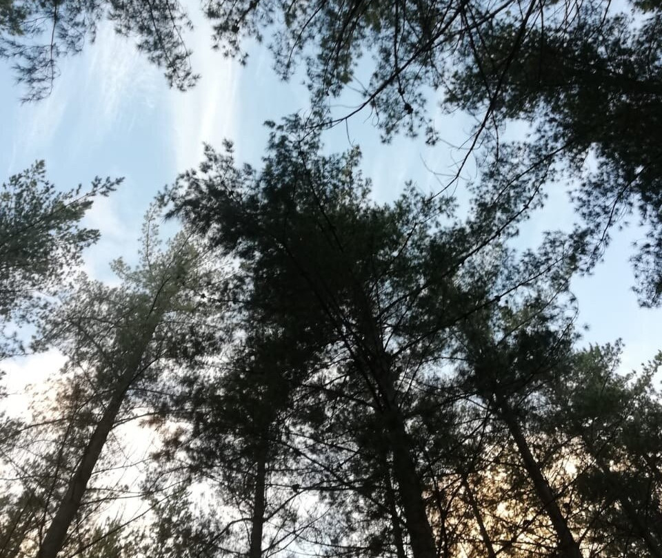 Tokai Forest-Tokai必去景点