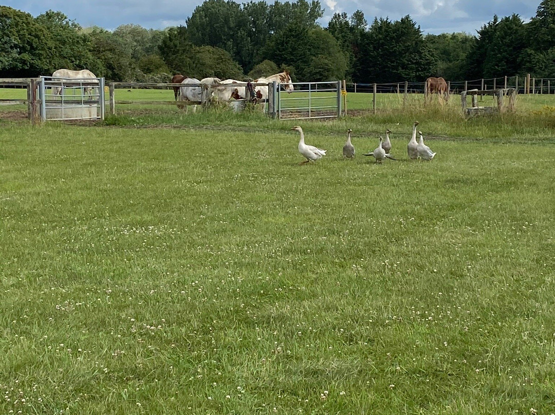 Bardwell Manor Equestrian Center景点图片