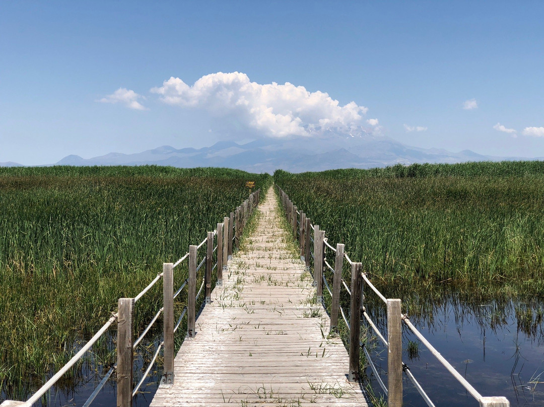 Sultan Sazlığı Bird Sanctuary景点图片