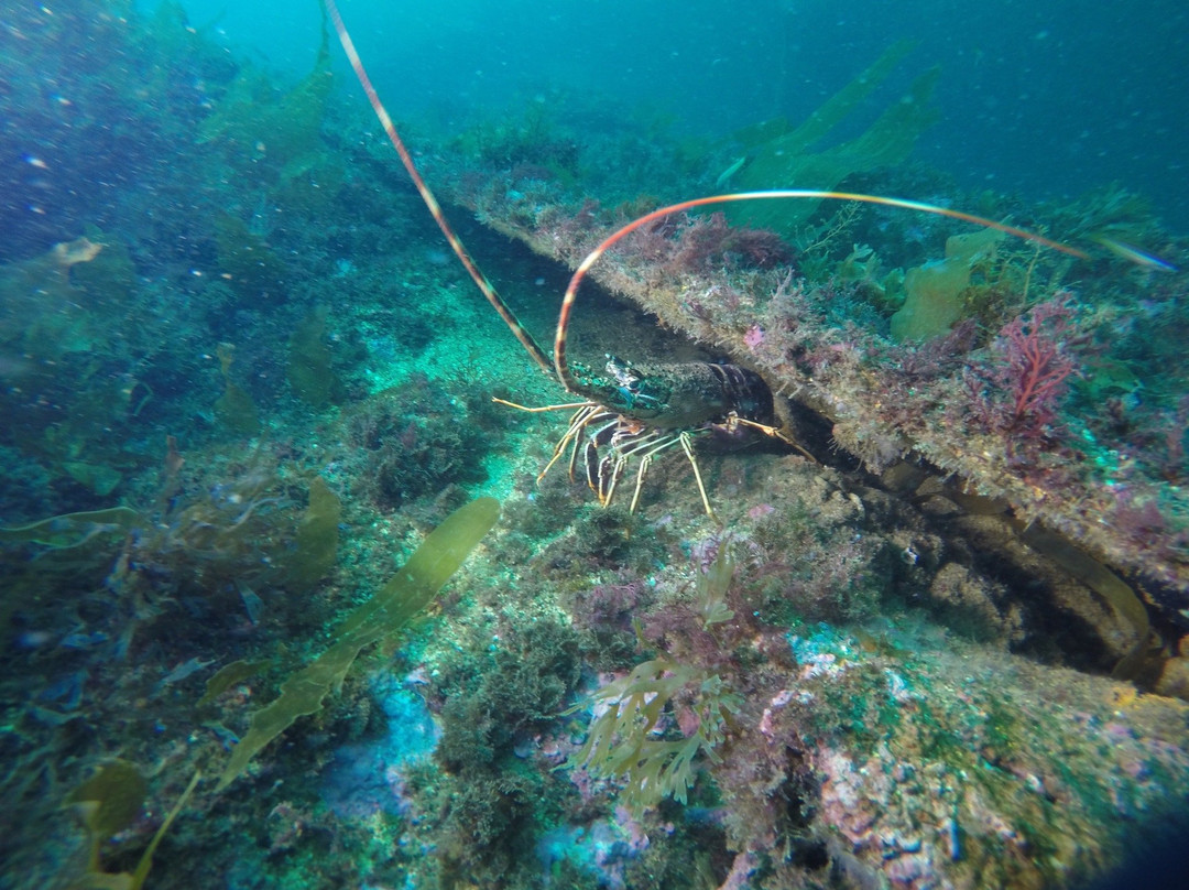 Haliotis Sesimbra-塞新布拉必去景点