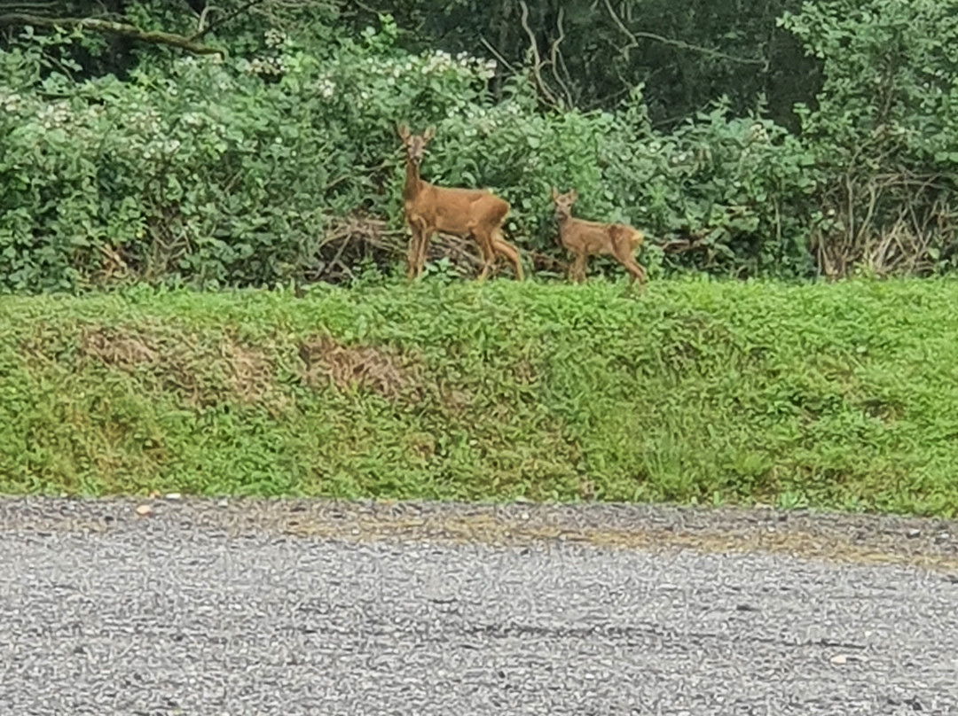 Gatwick Little Foxes Hotel主图