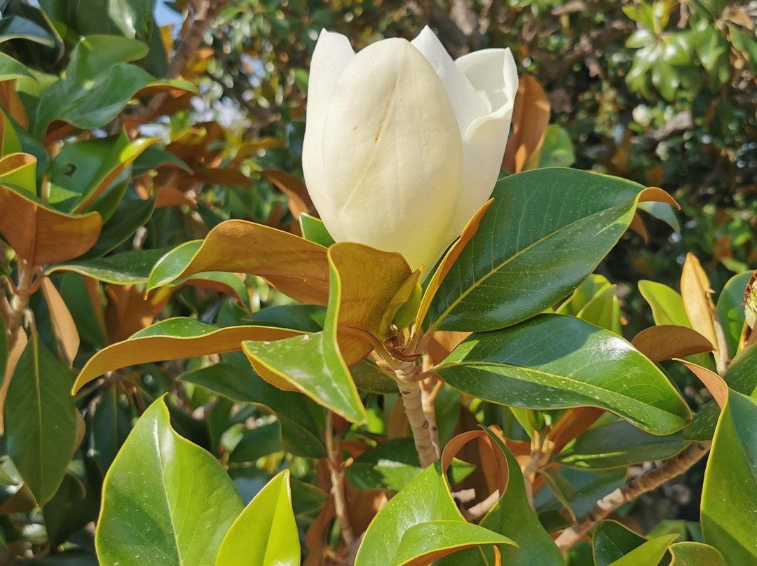 Jardin del Parterre-阿兰胡埃斯必去景点