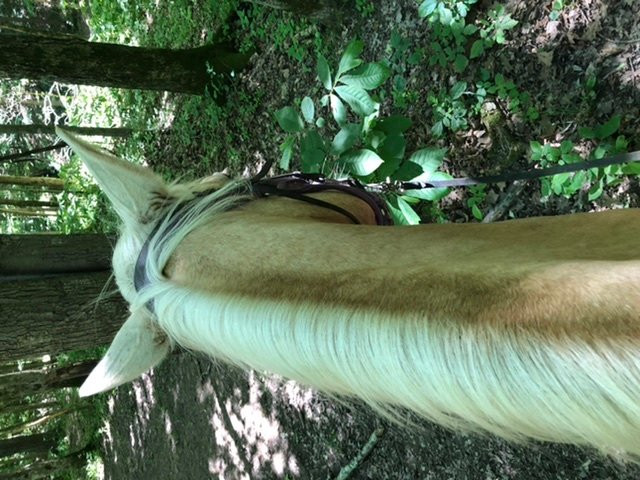 Whispering Woods Riding Stable景点图片