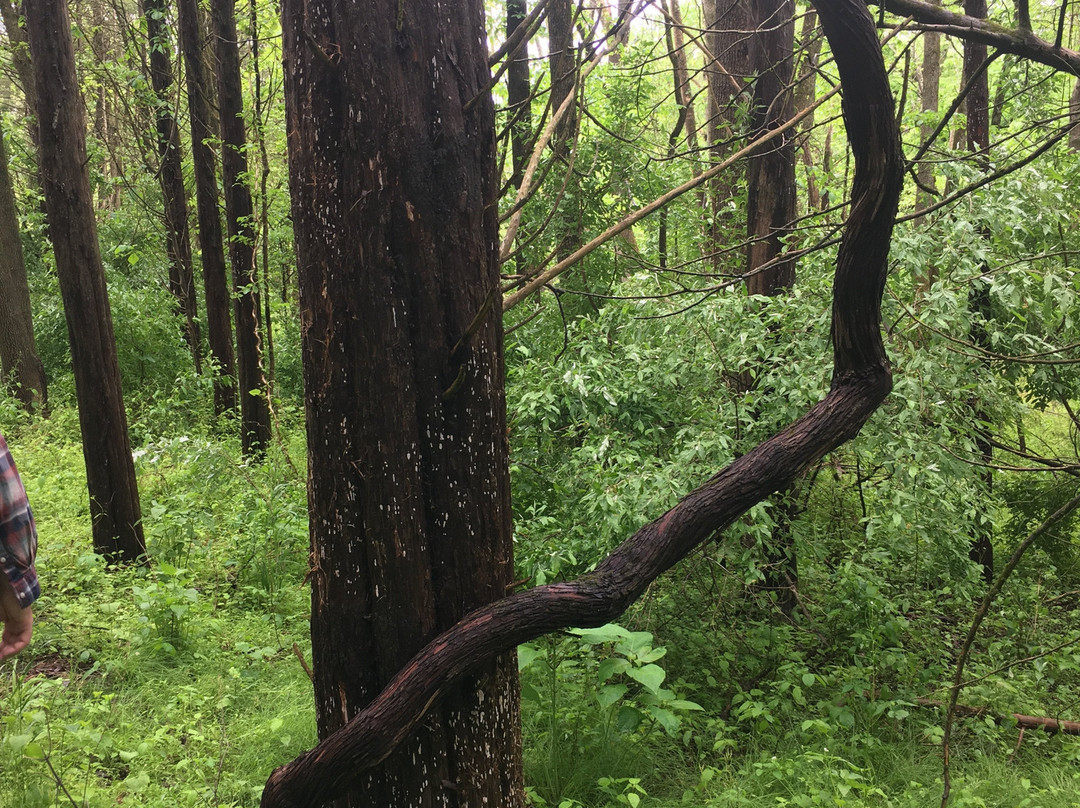 Crosswicks Creek Park景点图片