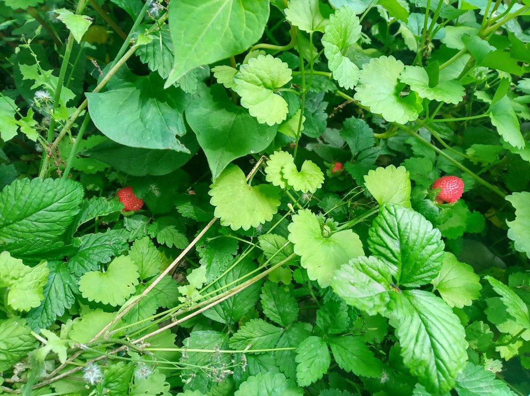 Shingashikawa Furusatono Mori-富士见野市必去景点