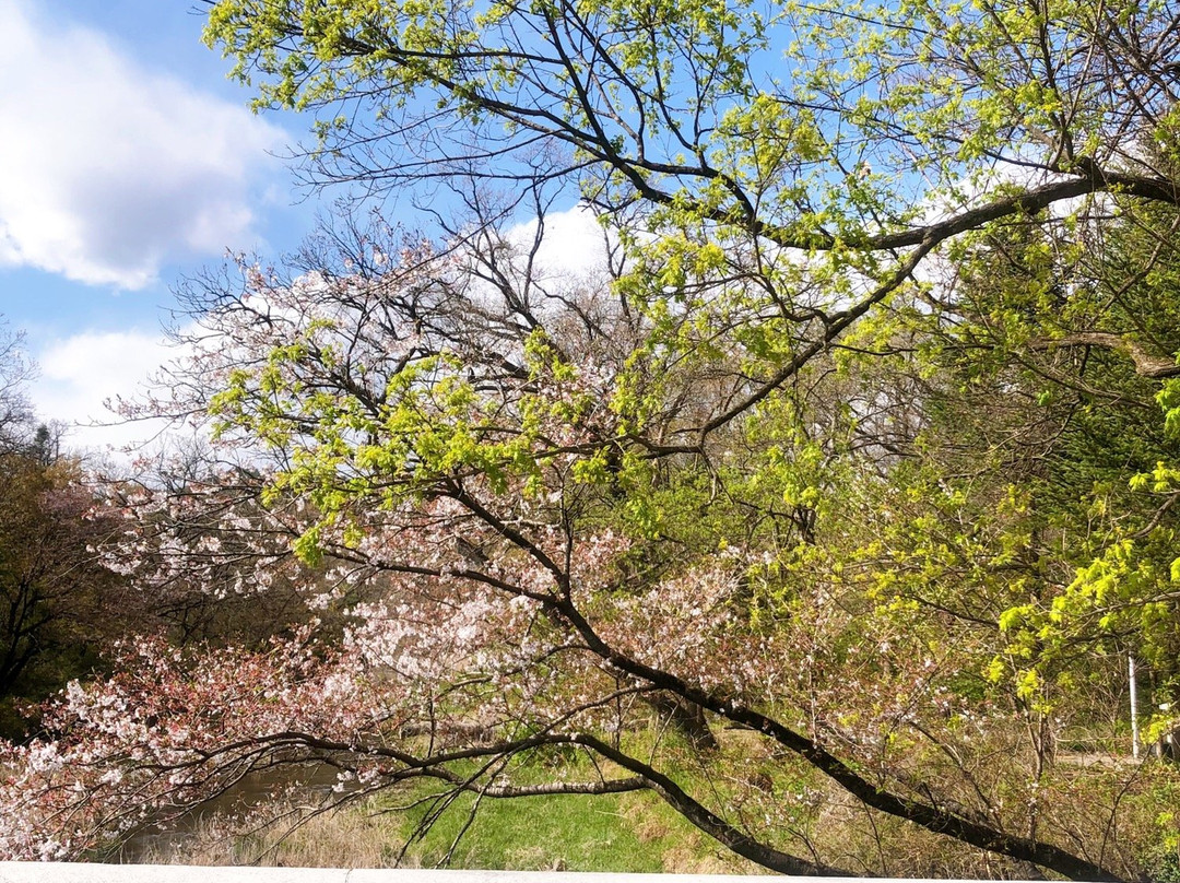 Korea National Arboretum-抱川市必去景点
