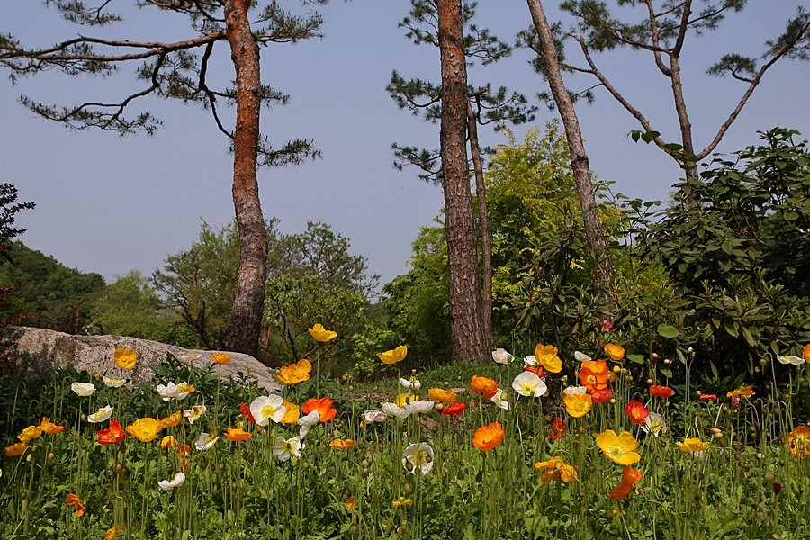 Hwanghaksan Arboretum-骊州郡必去景点